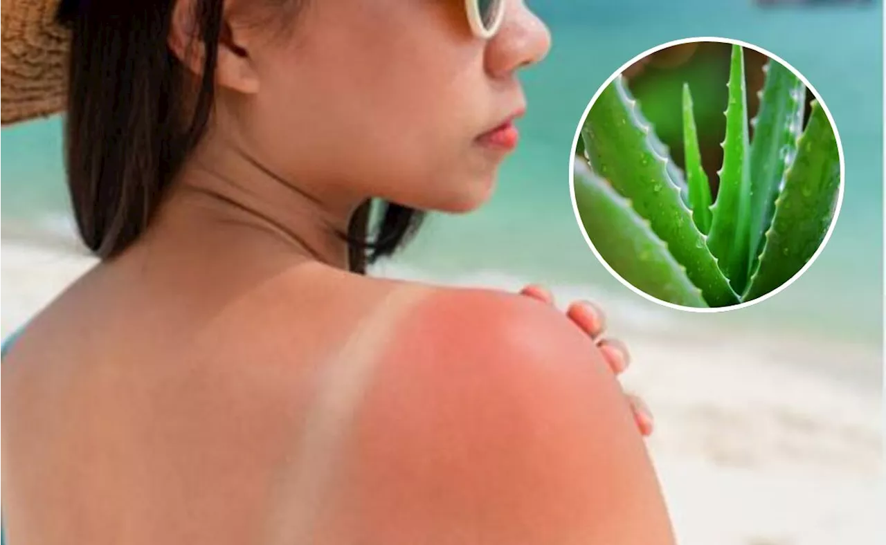 La planta que ayuda a tratar el herpes y alivia las quemaduras en poco tiempo