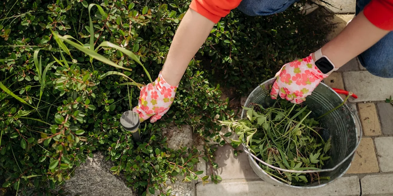 Bußgelder drohen: Auf zwei beliebte Hausmittel sollten Sie im Garten besser verzichten