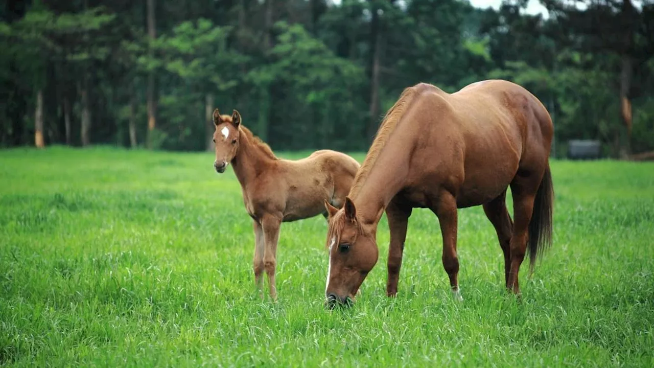 Success Of Racehorses Improves With Greater Gut Microbiome Diversity