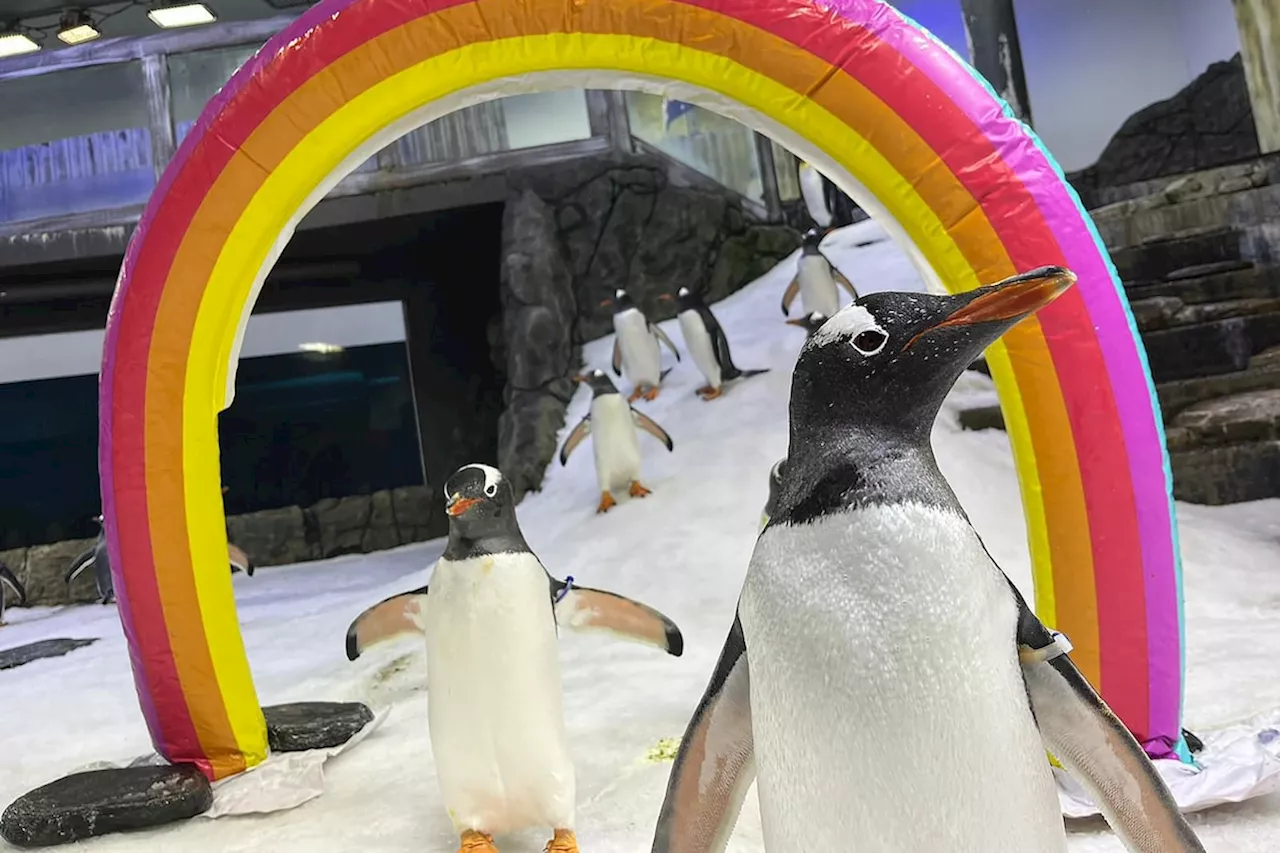 Australian penguin Sphen, elder half of famed same-sex couple, dies at 11 years old