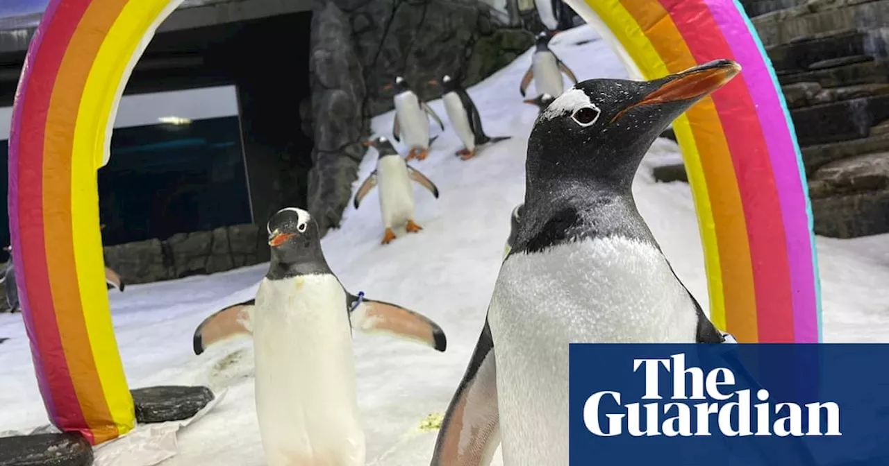 Magic moment: Sydney aquarium filled with song after sea birds mourn death of gay penguin Sphen