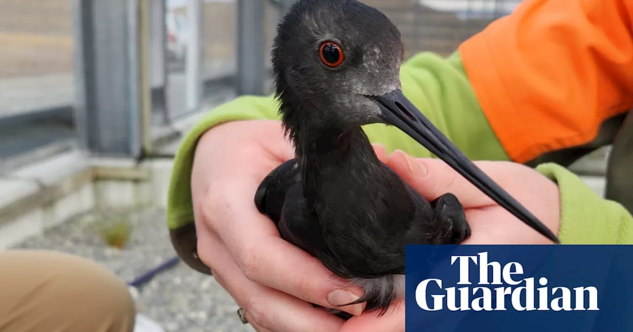 New Zealand rushes vaccination of endangered birds before deadly strain of H5N1 bird flu arrives