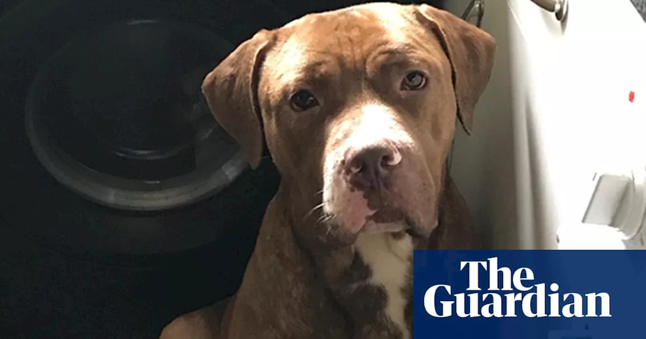 Police hunt two American bulldog-type dogs after Birmingham man’s death