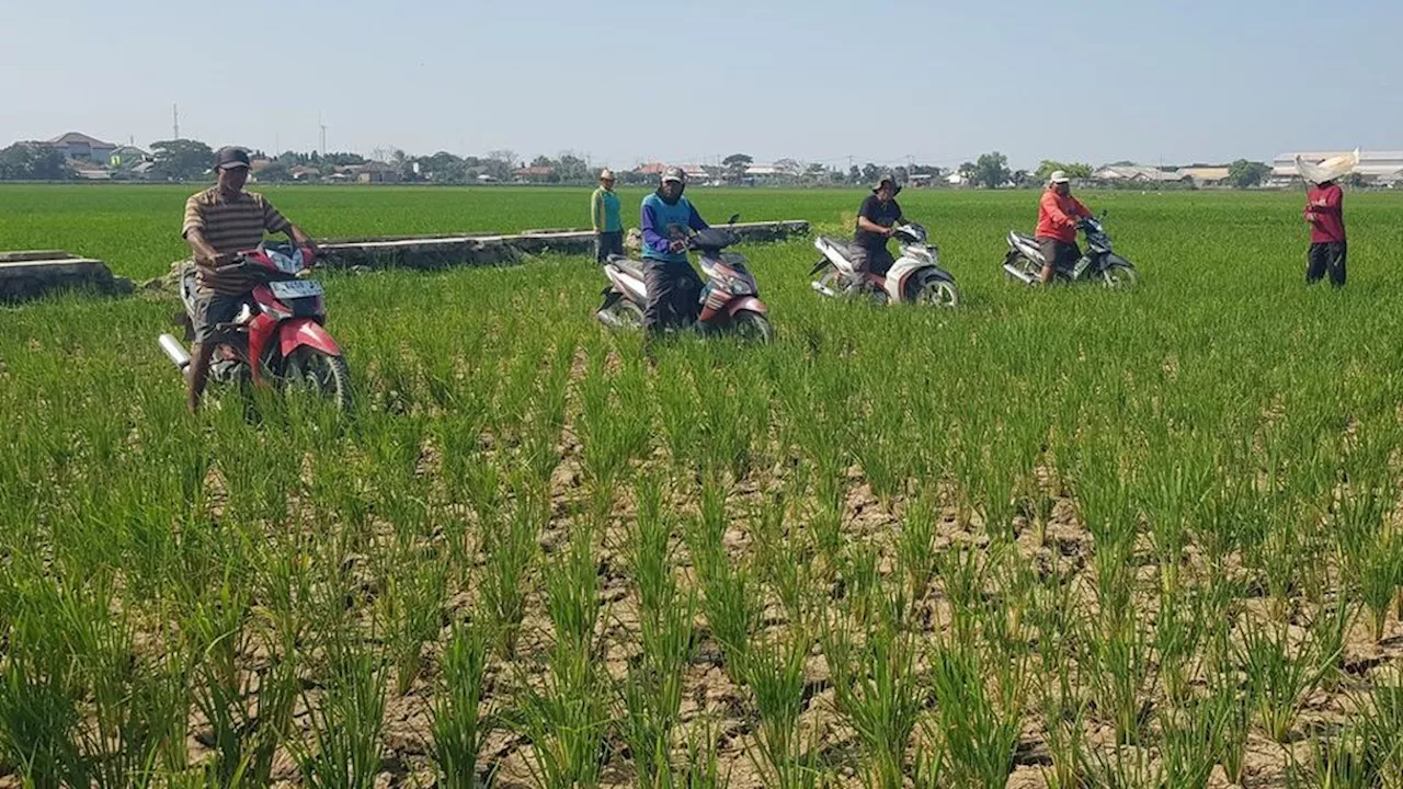 Ratusan Hektar Sawah di Indramayu Kekeringan, Produksi Padi Terancam