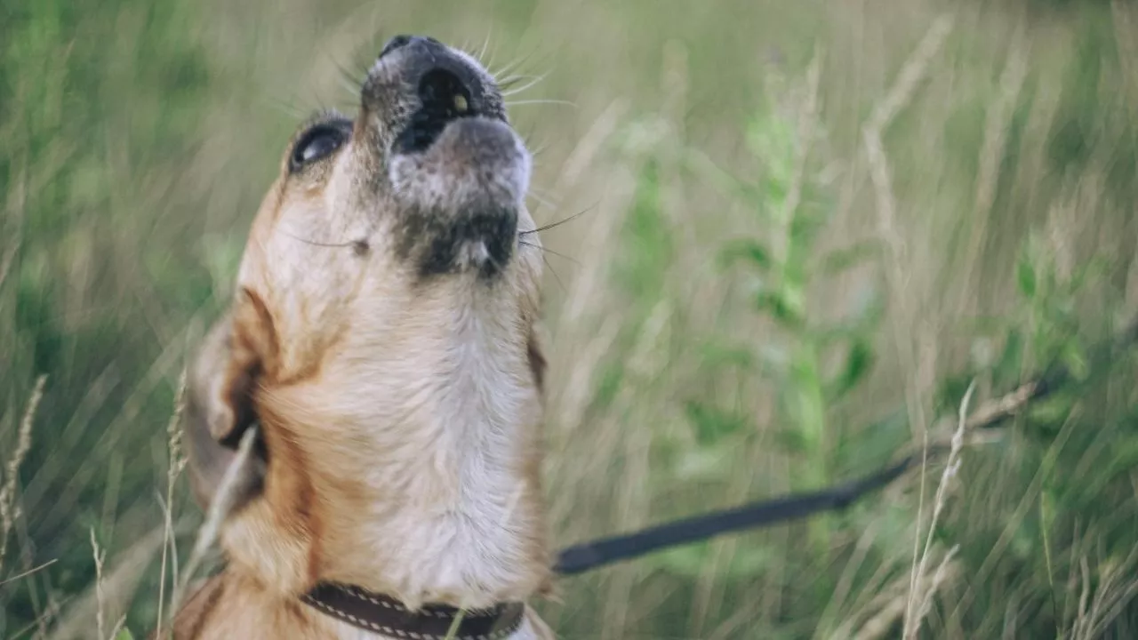 No lo regañes, estas son las razones por la que tu perro ladra