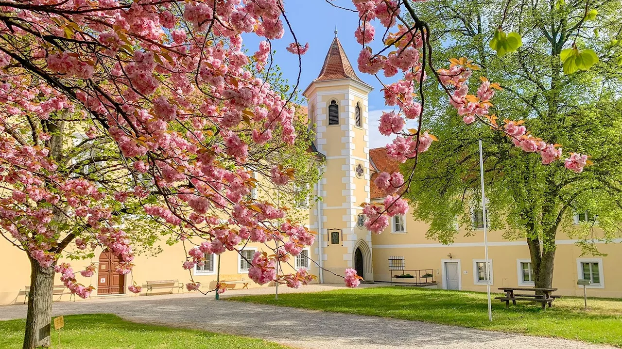 – Serenadenkonzerte starten Ende August