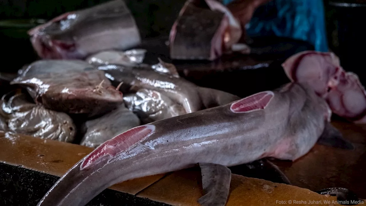 Trotz Handelsverbot essen Österreicher Haifisch