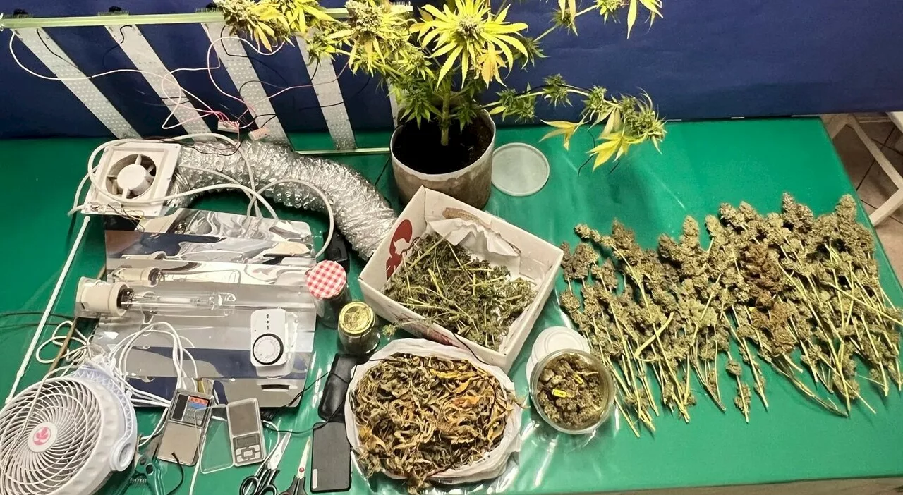 Trasforma la sua cantina nella serra per la droga, arrestato 32enne a Viterbo