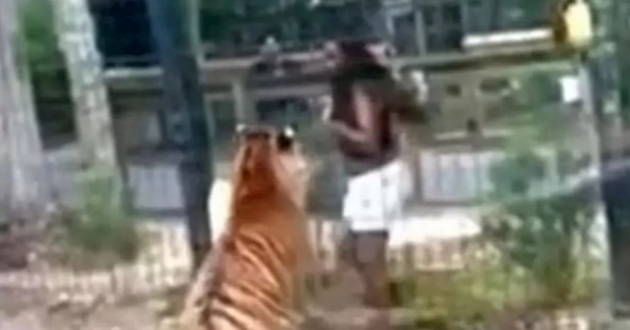 Horror moment woman 'almost bitten' by tiger after jumping over zoo enclosure