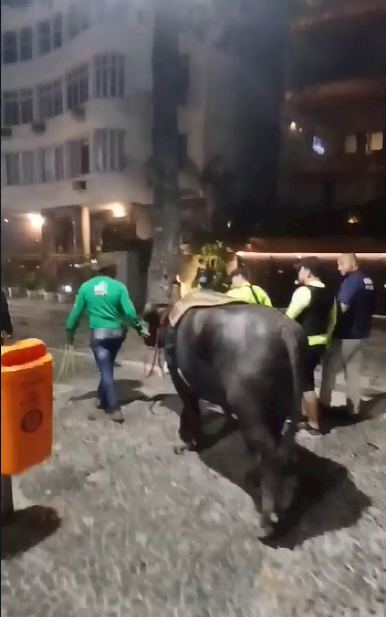 Homem viraliza após levar Búfalo para tomar banho de mar em Copacabana: 'Realizando um sonho'