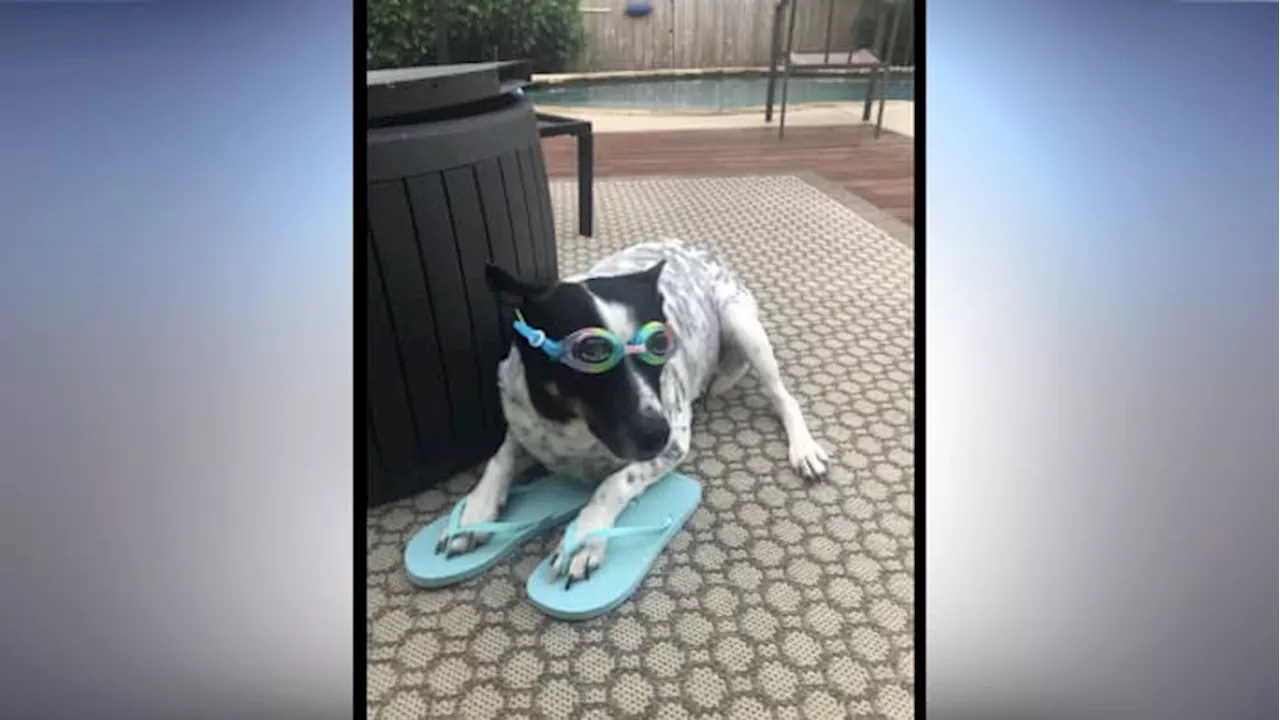  How Houston's animals are beating the heat!