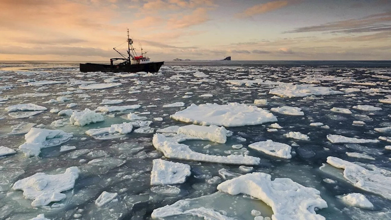 NOAA study links massive Bering Sea snow crab loss to climate change