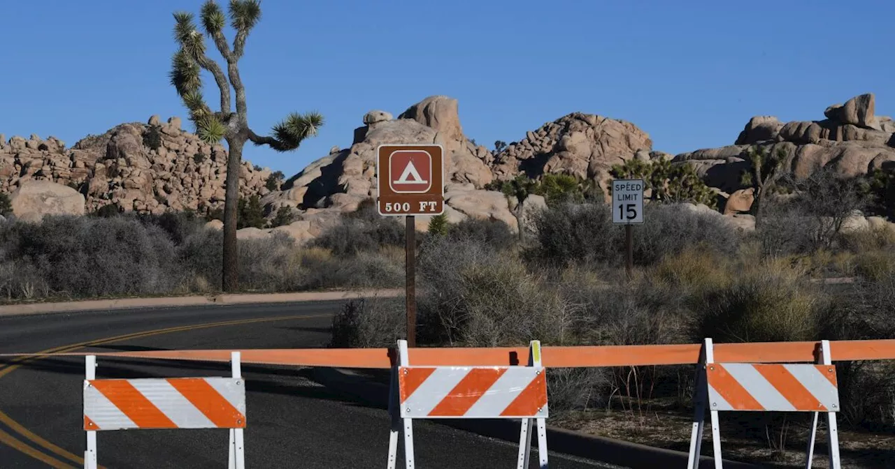 Thirsty bees shut down part of Joshua Tree National Park