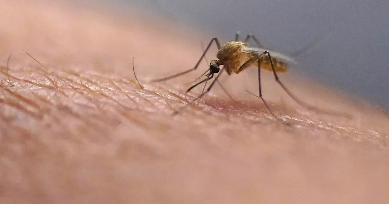 West Nile virus found in second Orange County city