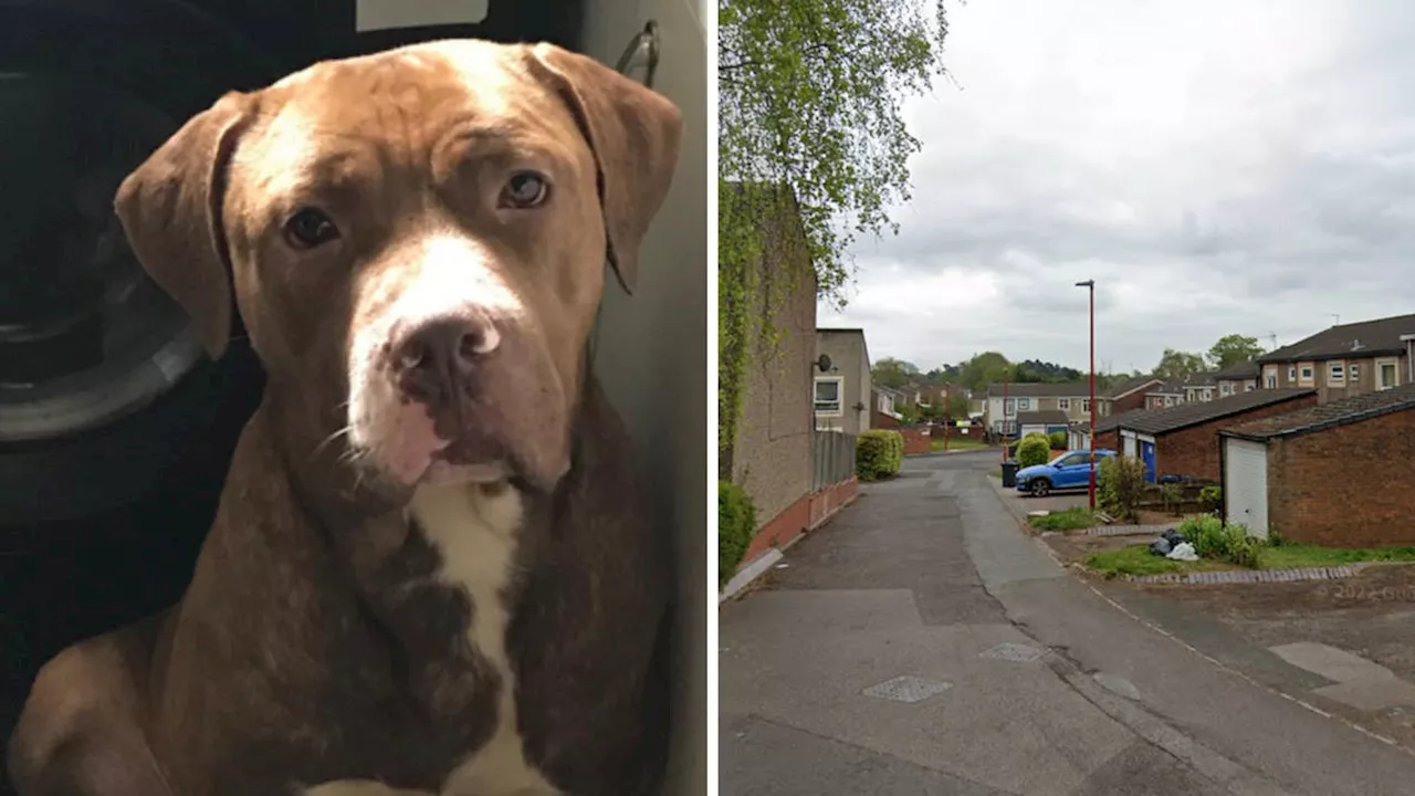 Hunt for American bulldogs on the loose after man found dead in back garden near Birmingham