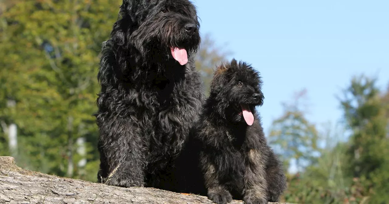 Bouvier des Flandres : origine, taille et caractère