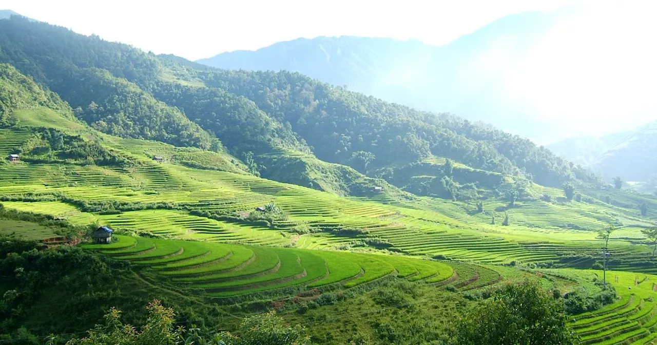 Un garçon de six ans retrouvé vivant au Vietnam après avoir disparu quatre jours en forêt