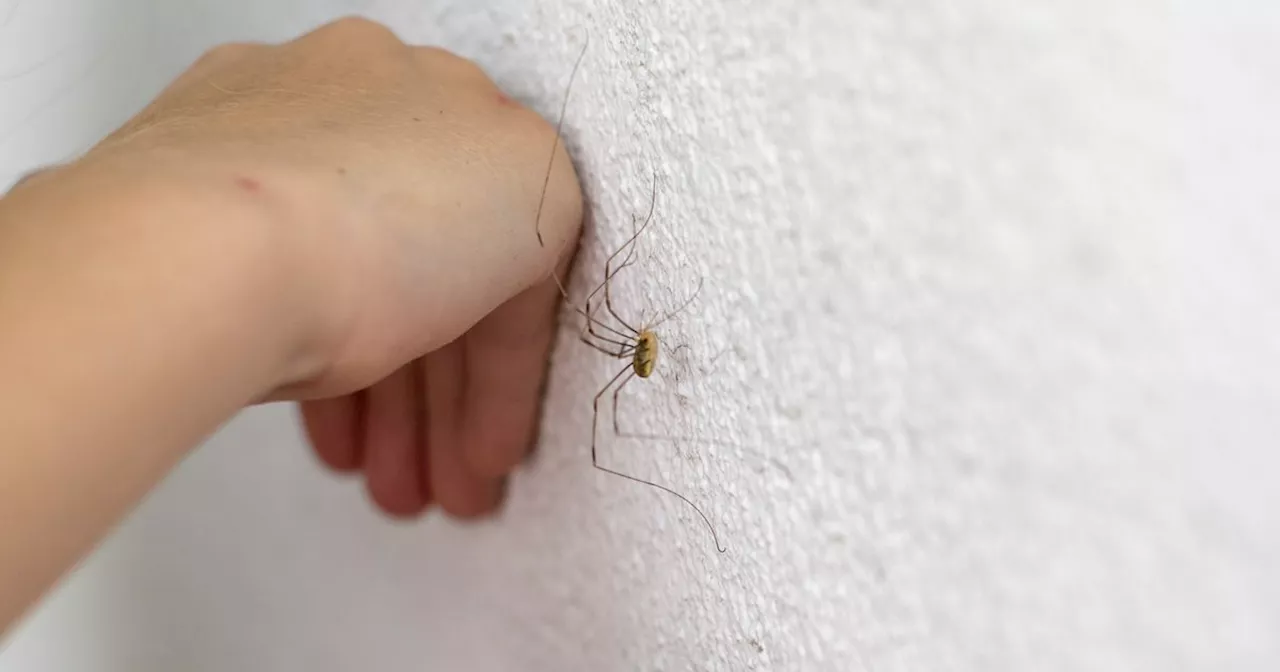Deter spiders from the home this mating season by doing one thing