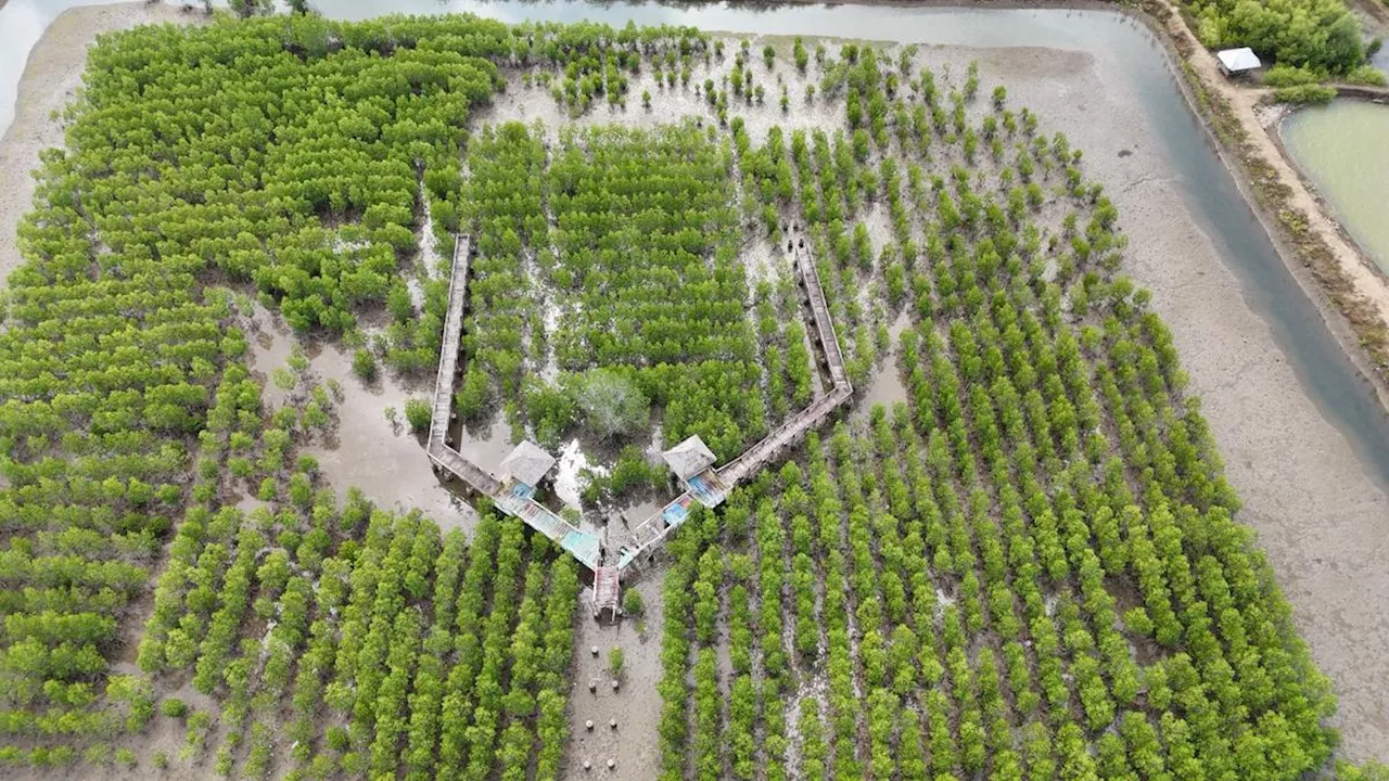 Proyek Bakau Terbesar di Asia Tenggara, The Coca-Cola Foundation dan CI Ventures Siap Selamatkan Garis Pantai