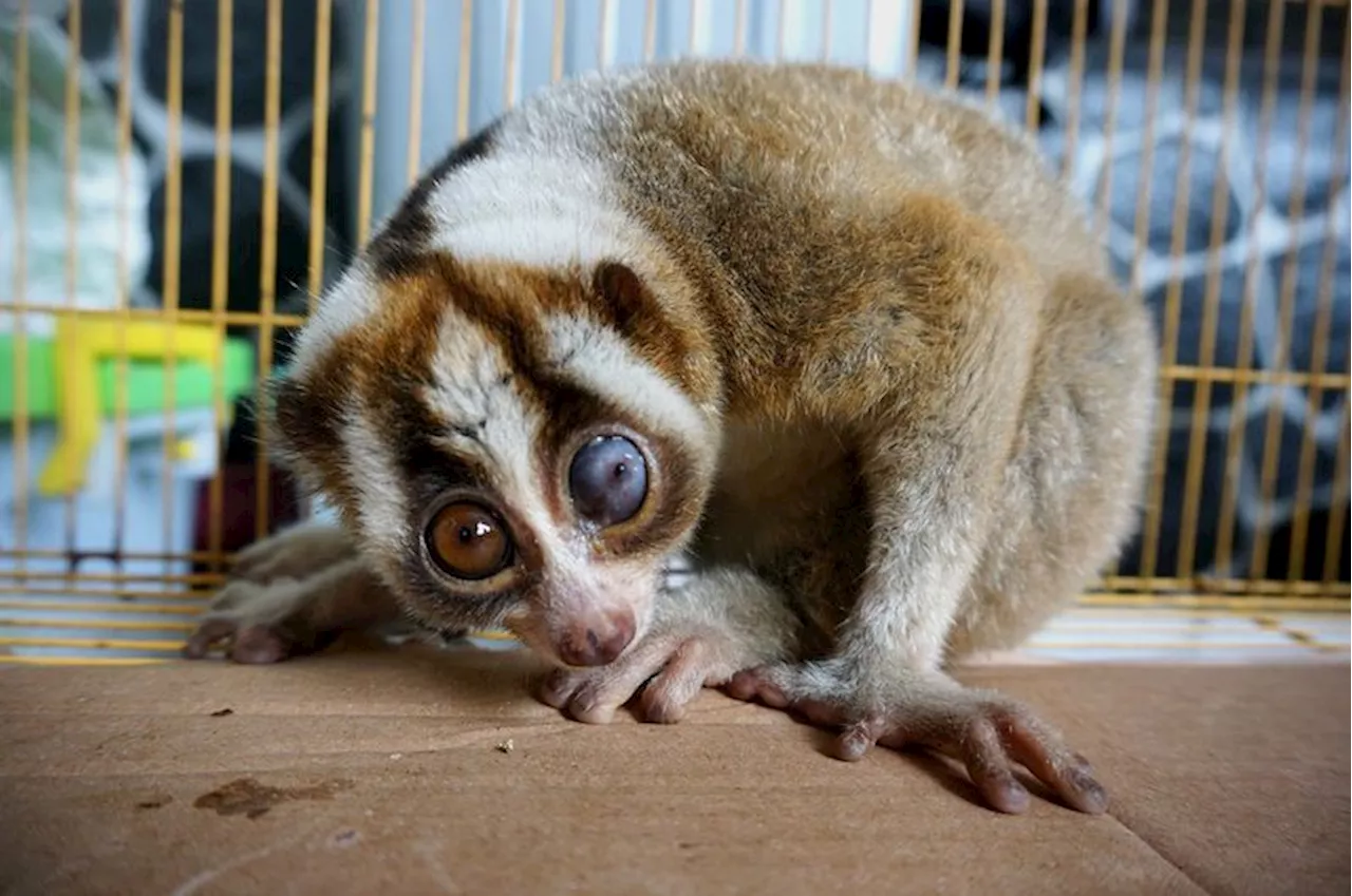 Gakkum LHK Tangkap Pelaku Perdagangan Orang Utan dan Kukang di Kalimantan Barat