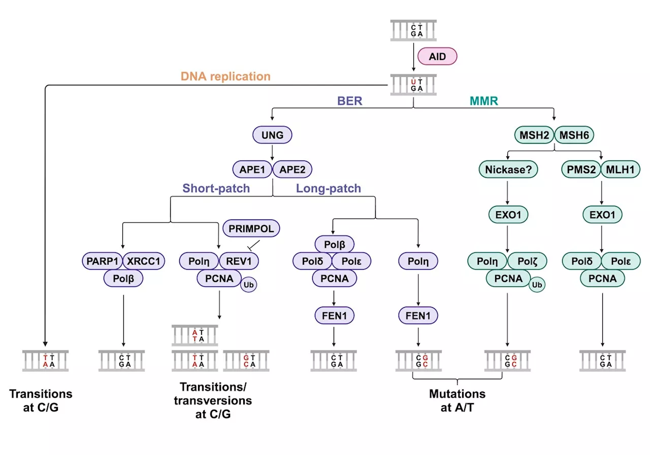 Mechanisms of antibody gene diversification during somatic hypermutation