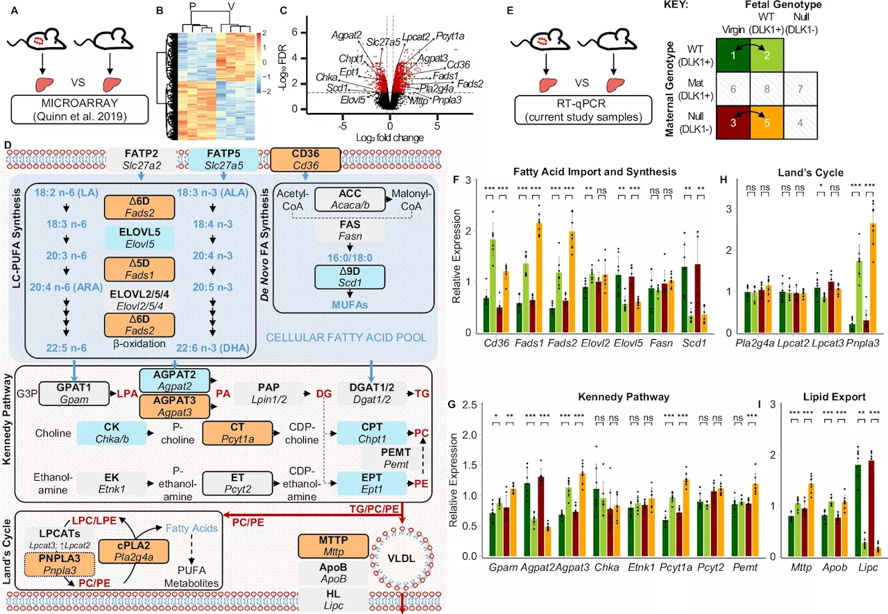 Researchers identify molecular mechanism that transports important dietary fats to the fetus