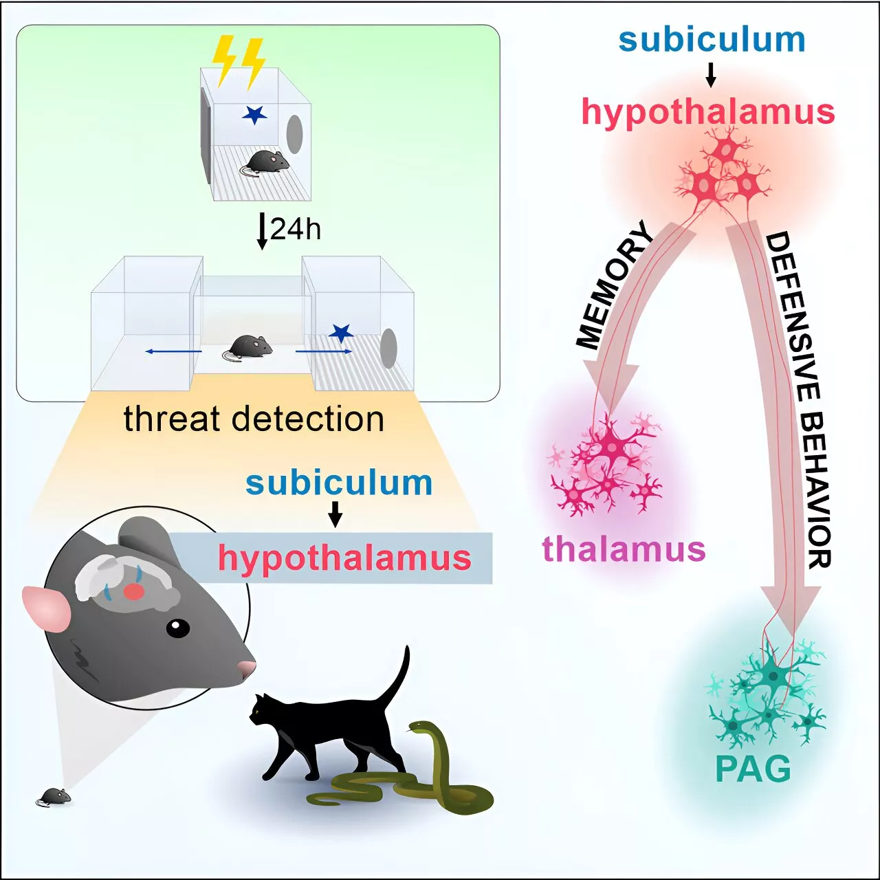 Researchers map brain circuits that signal immediate danger and create memories to help avoid threats