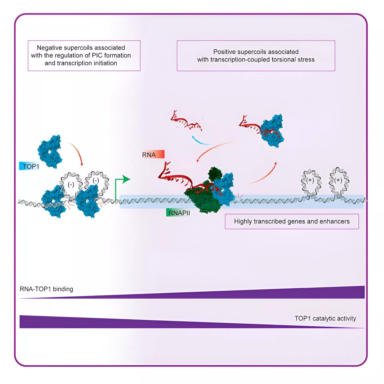 Study reveals RNA's role in regulating gene expression in cancer cells