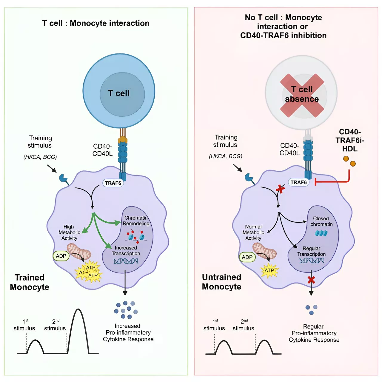 T cells can manipulate the memory of innate immune cells, researchers show