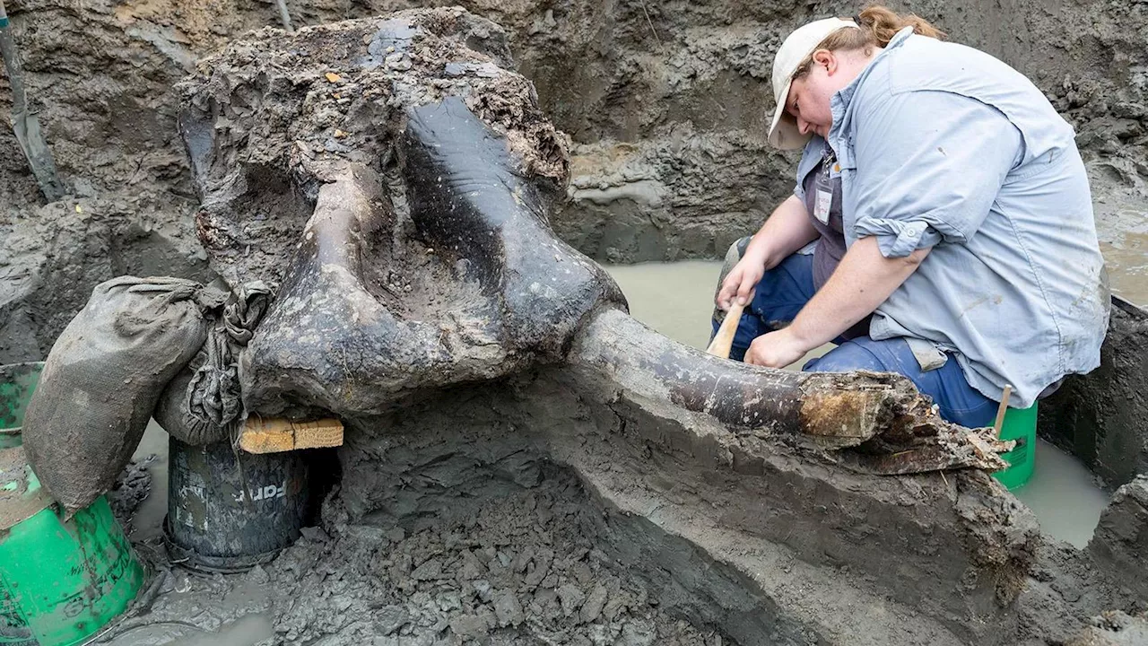 Seltener Mastodon-Schädel und Knochen in Iowa entdeckt