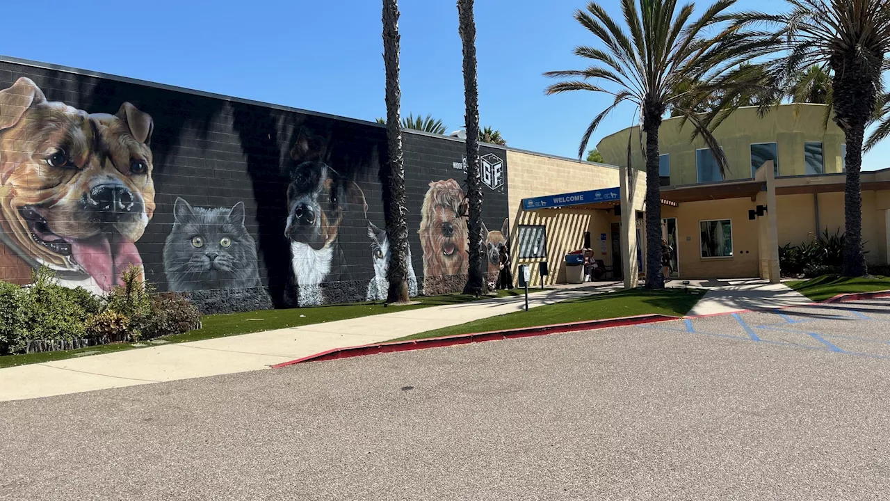 Chula Vista Animal Services receives $50K grant to help ‘Clear the Shelters'