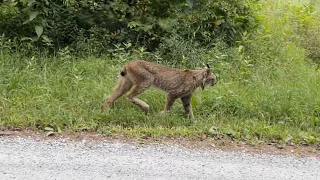 Canada lynx confirmed in Vermont for 1st time since 2018