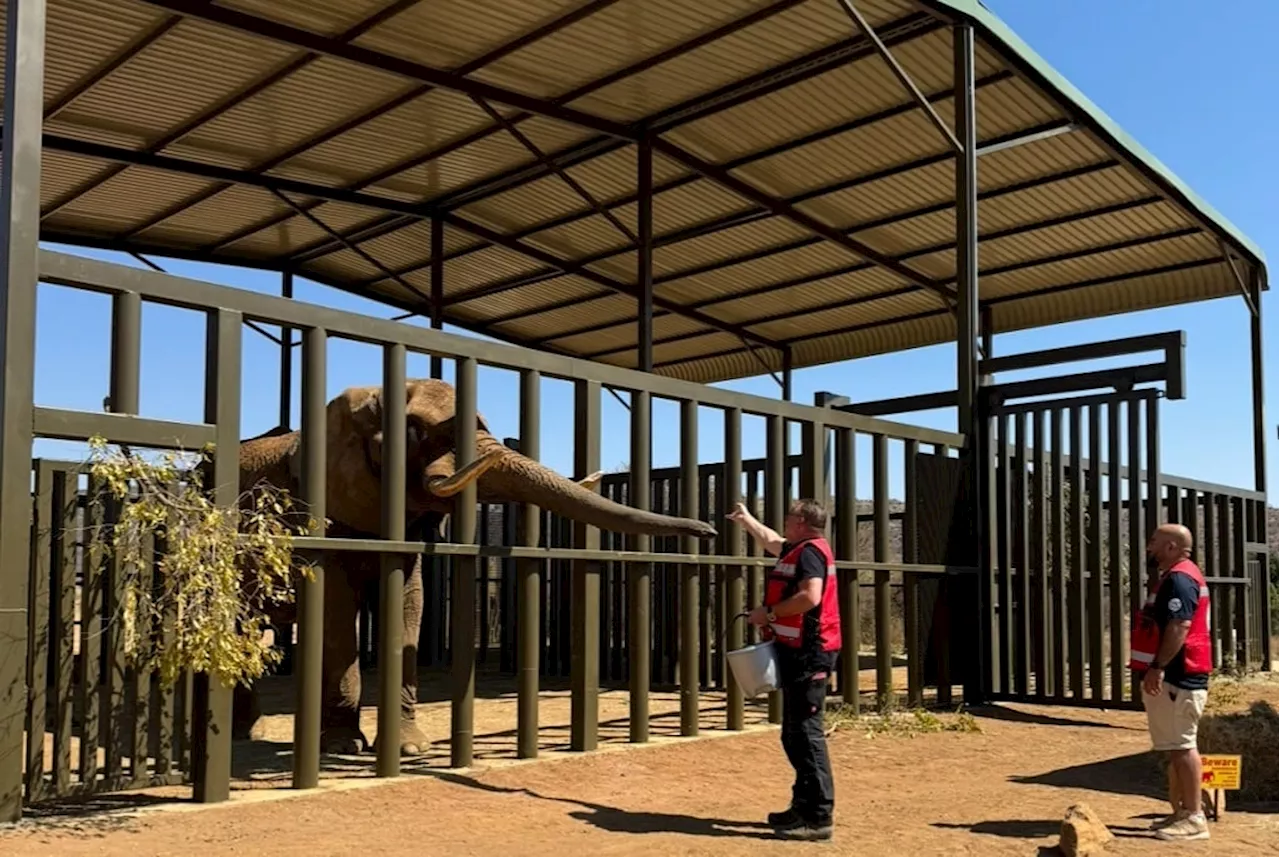 Last Pretoria Zoo elephant released after 40 years in captivity