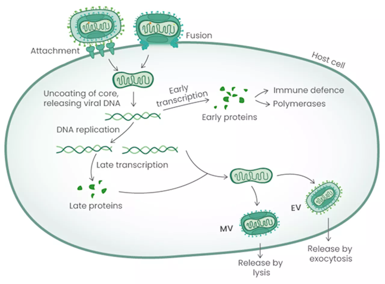 Responding to Mpox: Global outbreak, research innovations, and therapeutic strategies