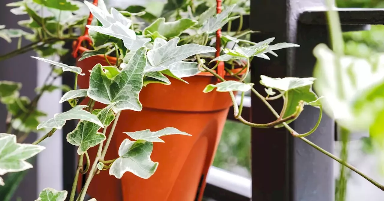 Bathroom mould banished and air purified with four houseplants that bust damp