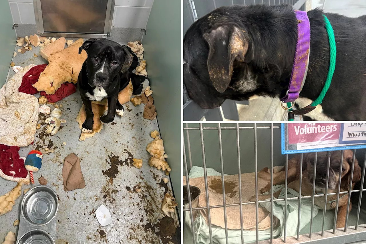 Dogs at new NYC shelter neglected inside cramped, filthy cages, council member and whistleblowers say