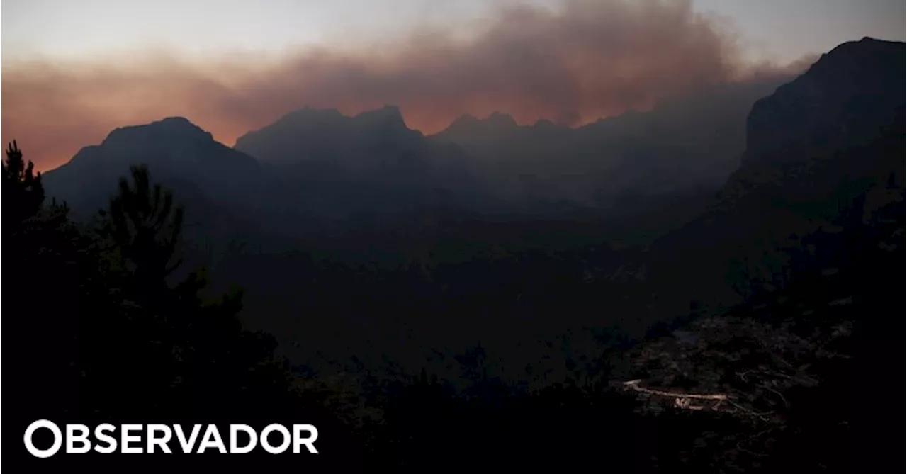 Sociedade para Estudo das Aves alerta para consequências para freira-da-madeira do incêndio da Madeira