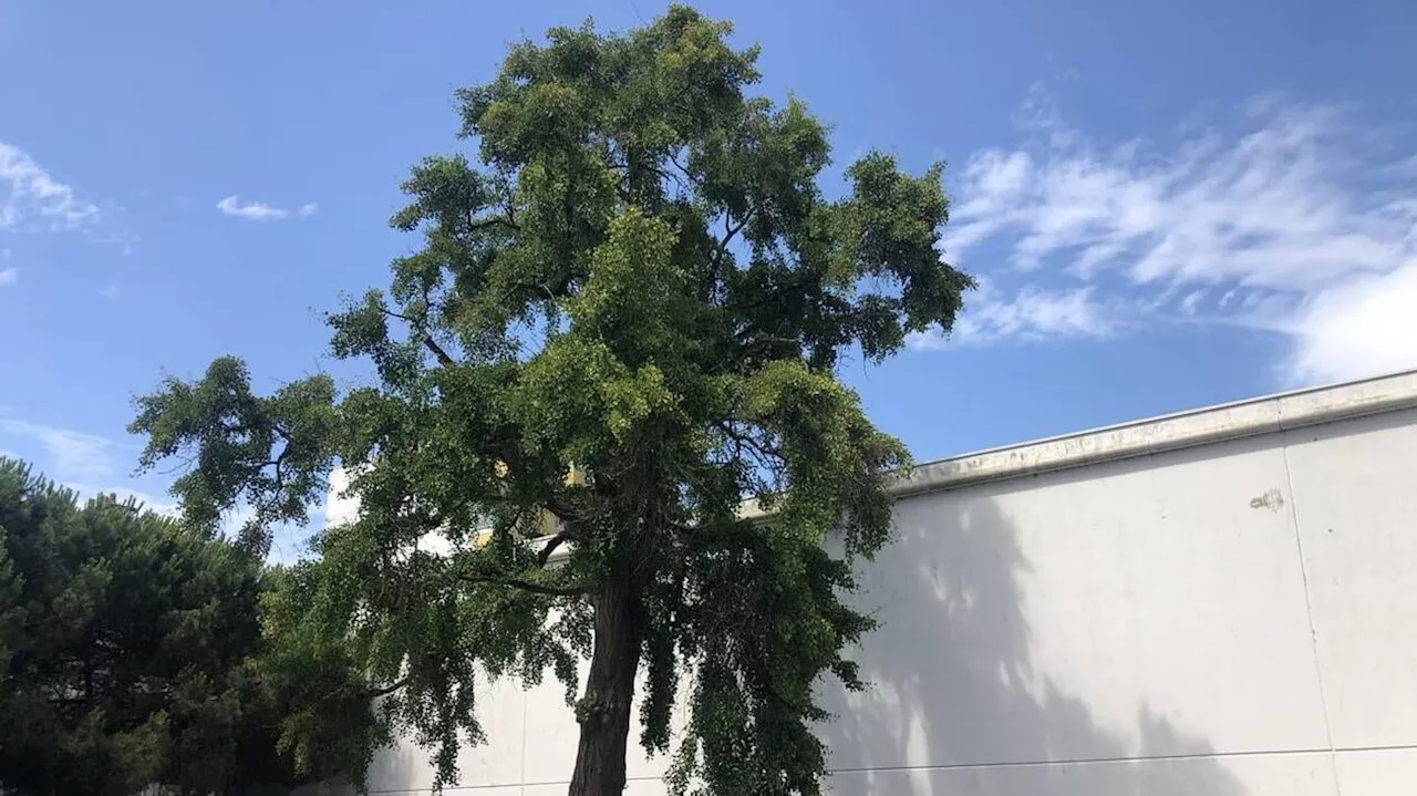 Les arbres incroyables de Saint-Nazaire (4/5) : ginkgo biloba, le survivant