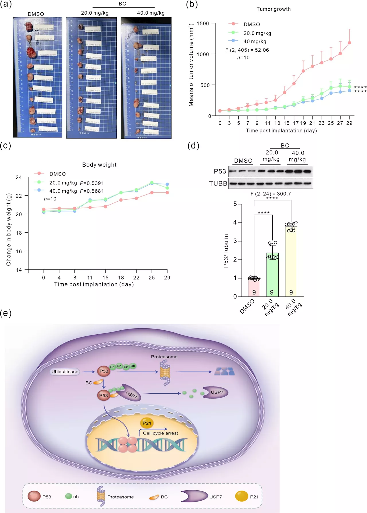 A small molecular glue that increases P53 level and suppresses tumor growth in vivo