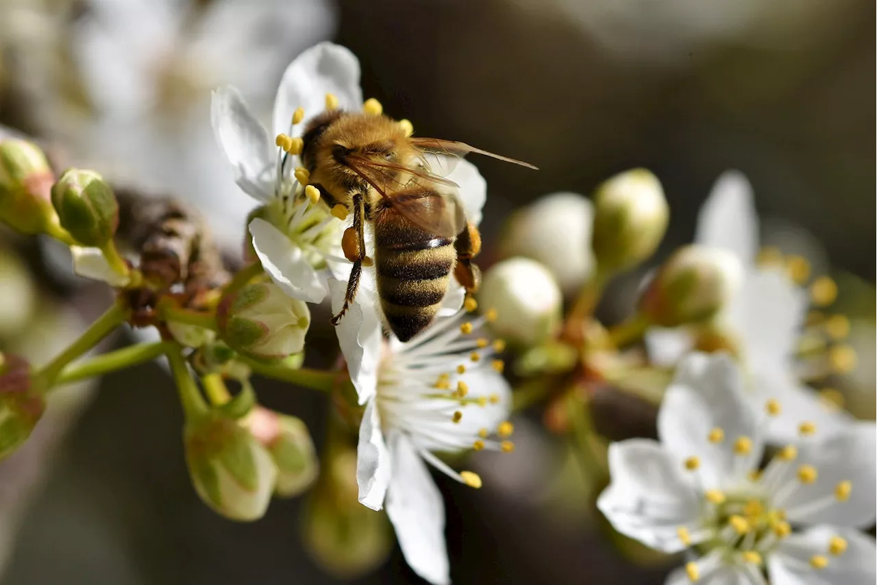 Changes in land use significantly affect larger bees, study shows