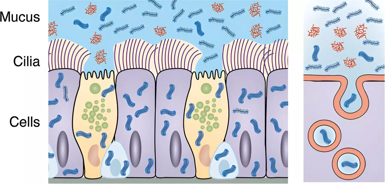 Engineers design lookalike drug nanocarrier to evade lung's lines of defense