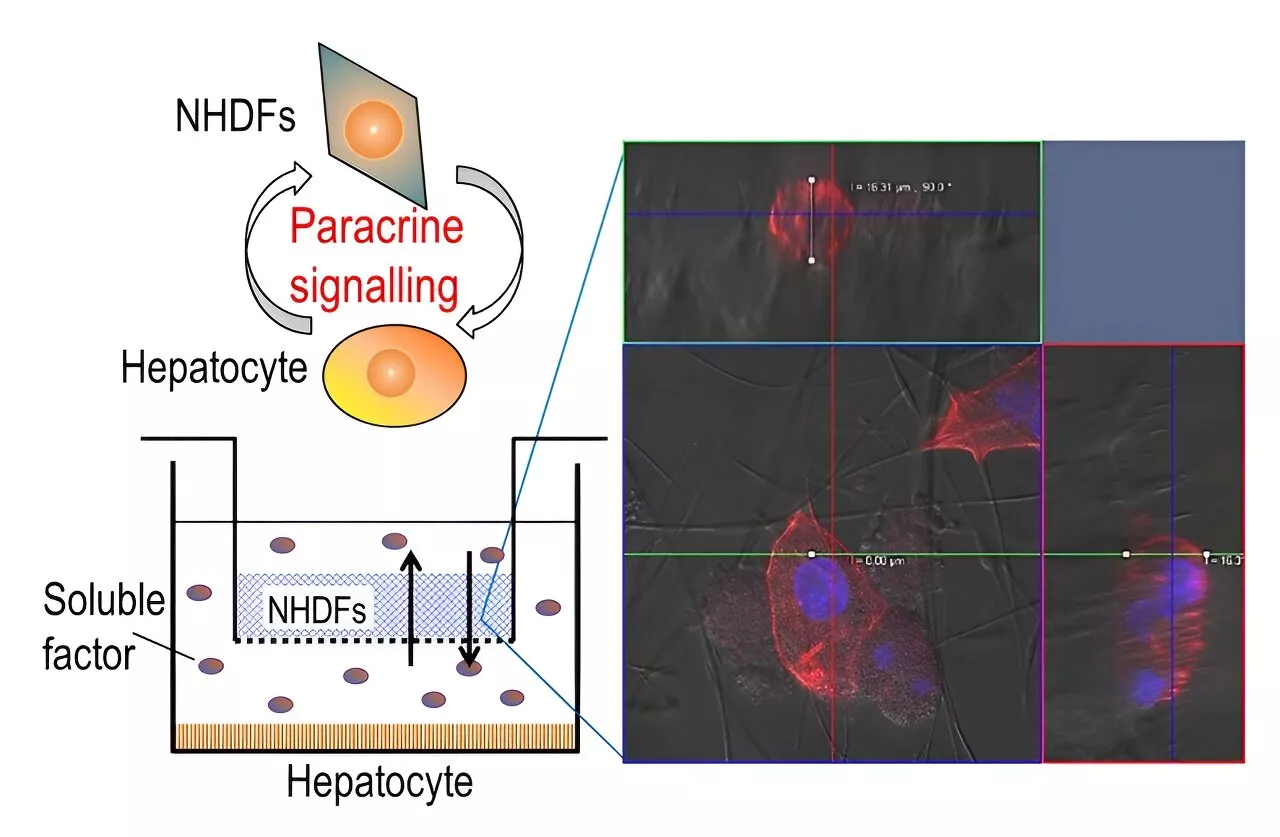 Novel silica nonwoven fabric scaffold enhances understanding of cell-to-cell interactions