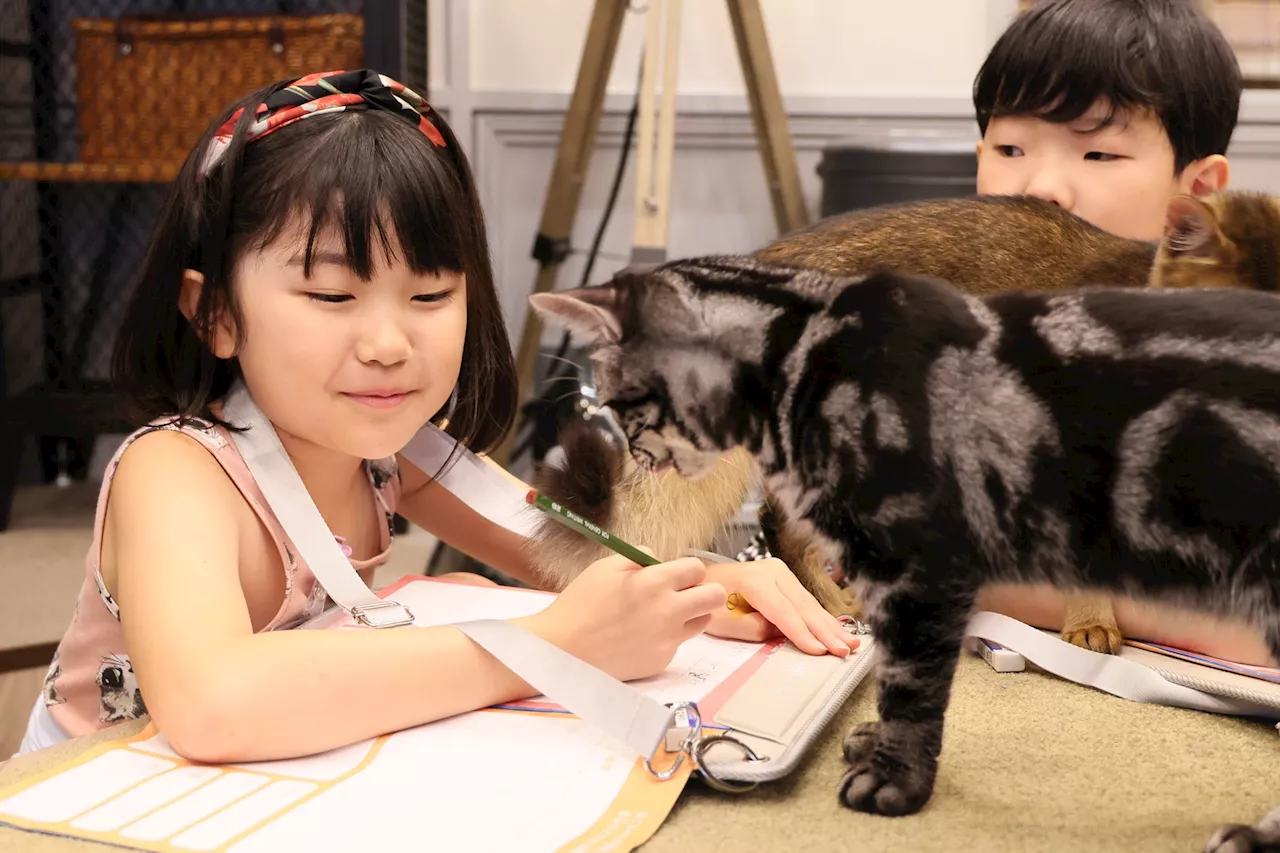 【イベントレポート】猫カフェMOCHAにて小学生の自由研究お助けイベント開催！