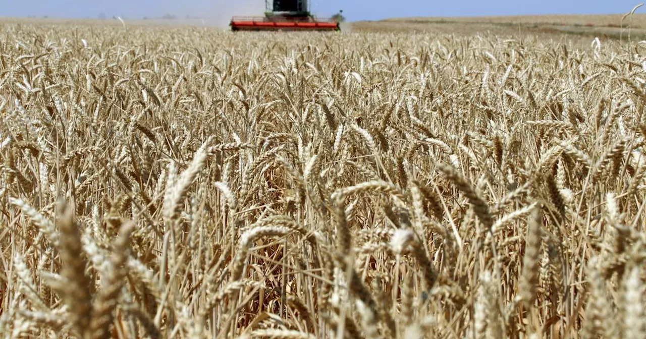 NRW: Landwirte beklagen schlechteste Winterweizenernte seit 30 Jahren