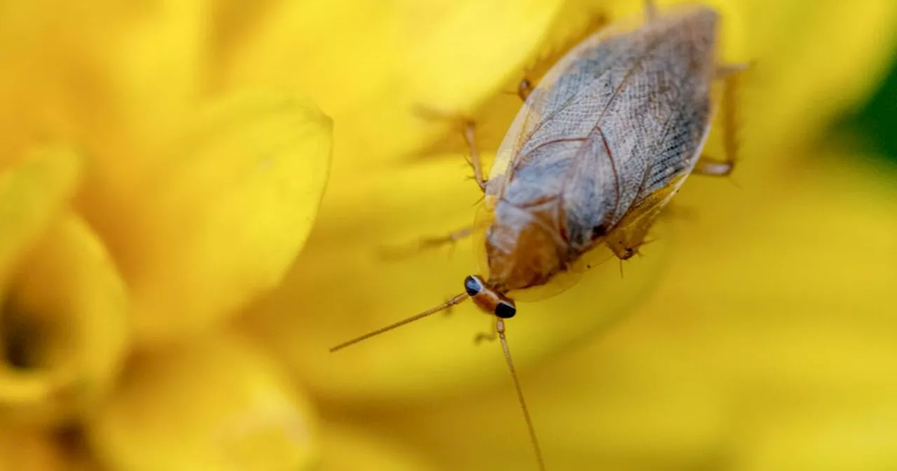 Waldschaben oder Bernsteinschaben: Was Sie über die Insekten wissen sollten