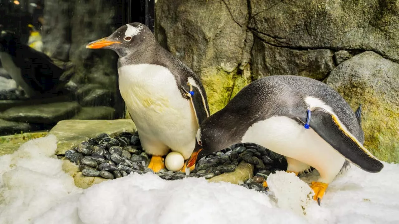 'Heartbreaking to the penguin colony': Sydney's feathered LGBTIQ+ icon dies at age 11