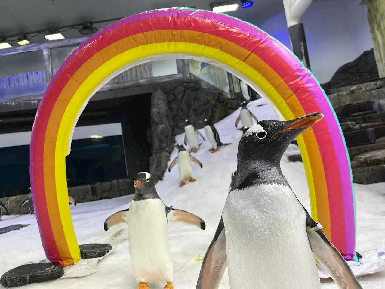 Amor entre dois pinguins macho chega ao fim