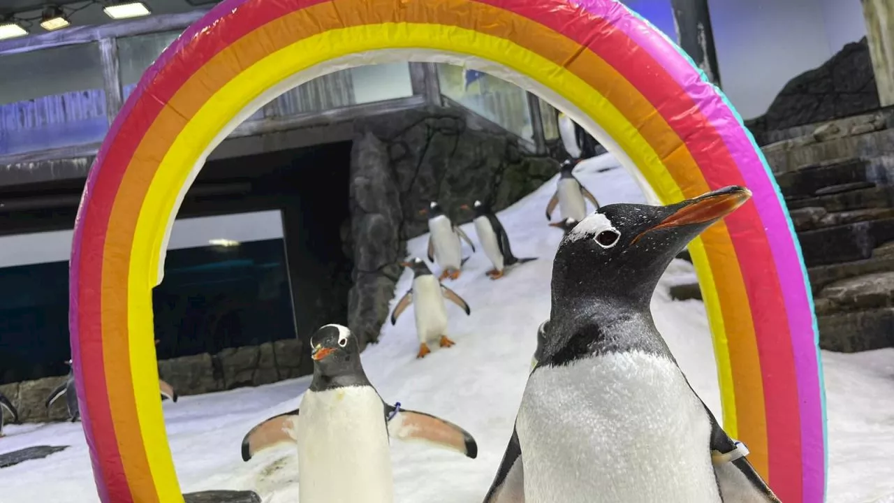 ‘Icon he was’: Sad update for world-famous gay penguin