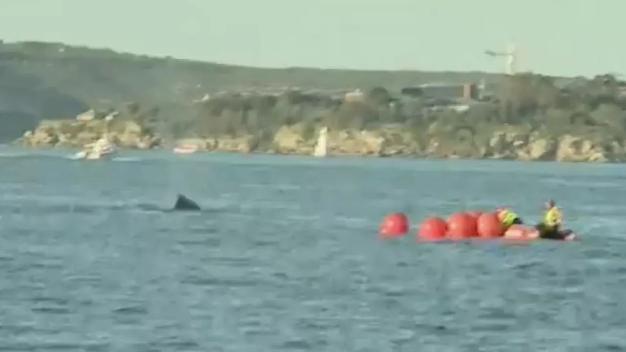 Rescuers racing against clock to find missing trapped whale in Sydney