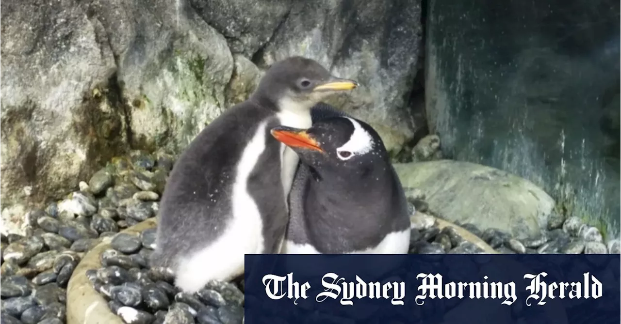 RIP Sphen, one half of Sydney’s celebrated gay penguin couple